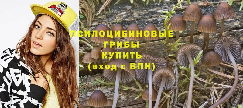 дарнет шоп  Лагань  Псилоцибиновые грибы Psilocybe 